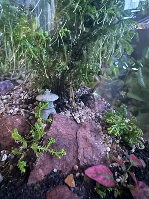 Terrarium-Hokkaido-1