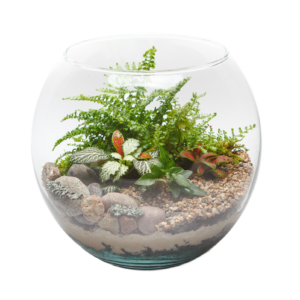 Terrarium Okinawa