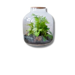 Closed Terrariums