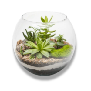 Terrarium Walnut Creek