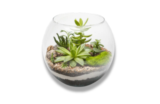 terrarium-walnu-creek- Terrarium Walnut Creek