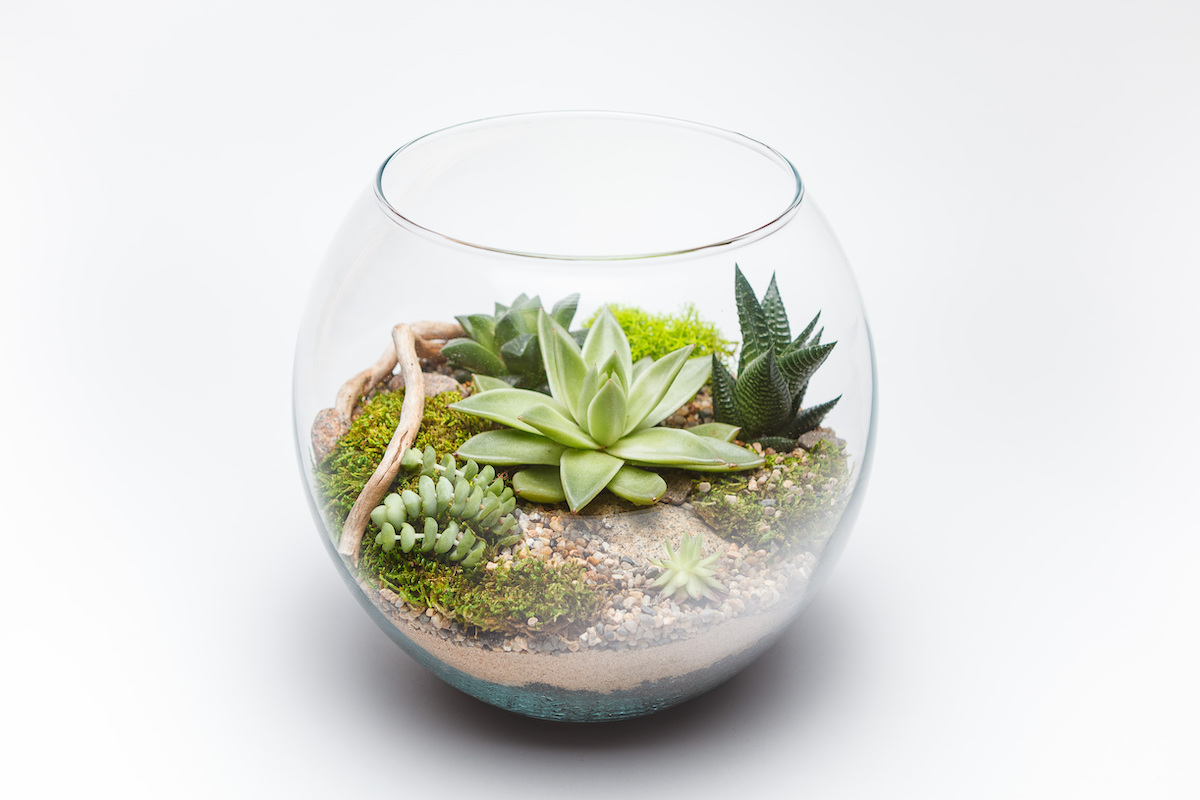 Succulent,Arrangement,In,A,Glass,Vase,(terrarium) Terrarium Walnut Creek