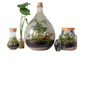 Terrariums